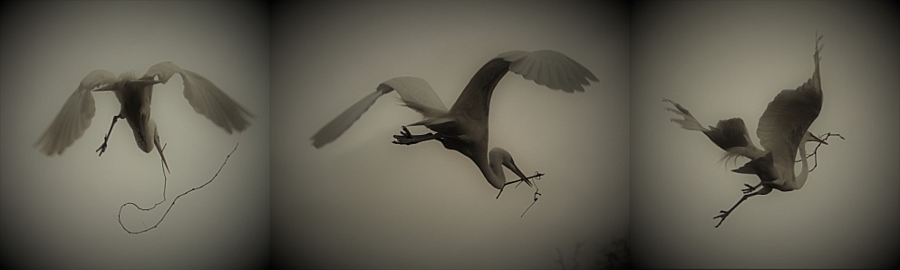 3-photo collage showing egrets with nesting materials