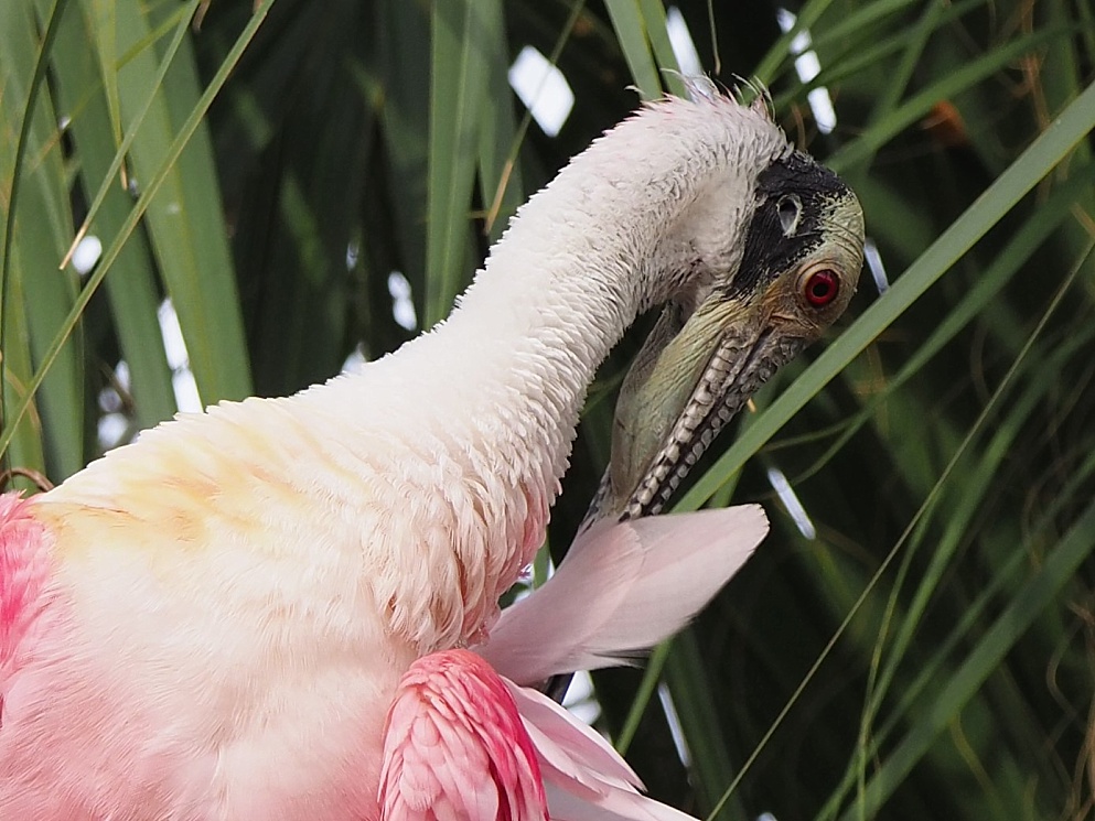 Roseate spoonbill, preening
