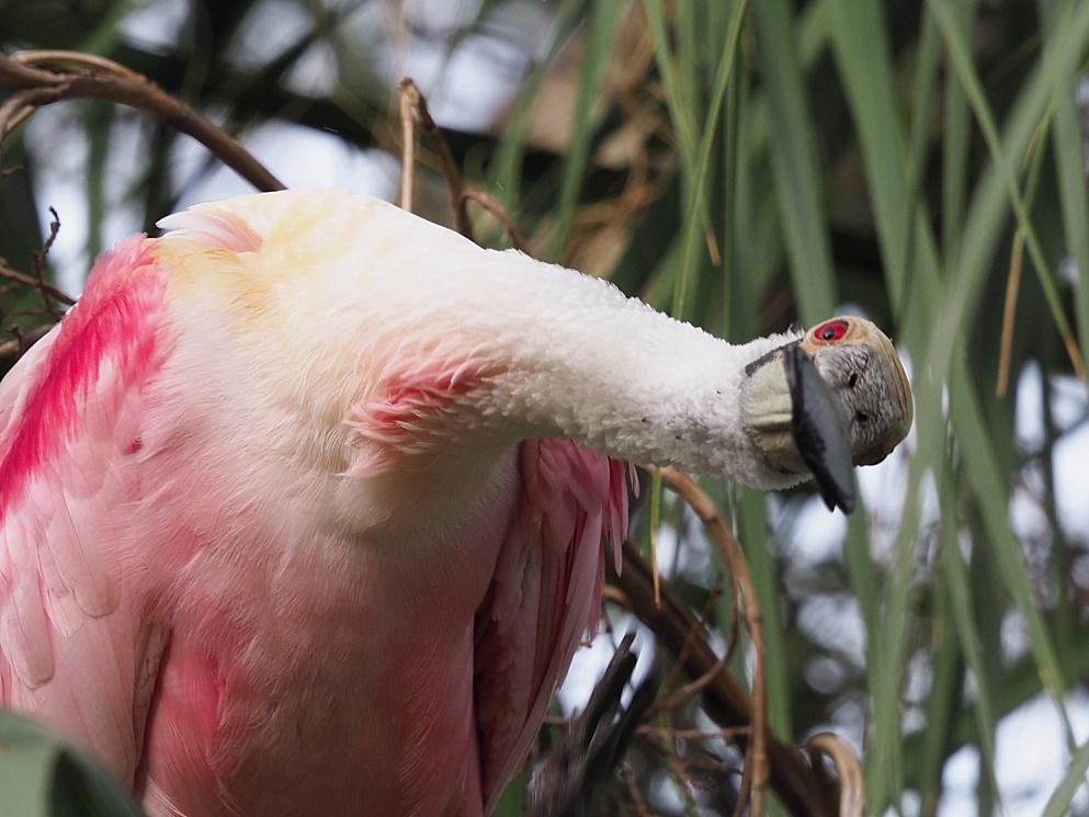 Roseate spoonbill with a fishy stare