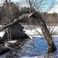 Tree and stream in spring run-off