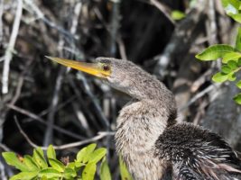 Cormorant