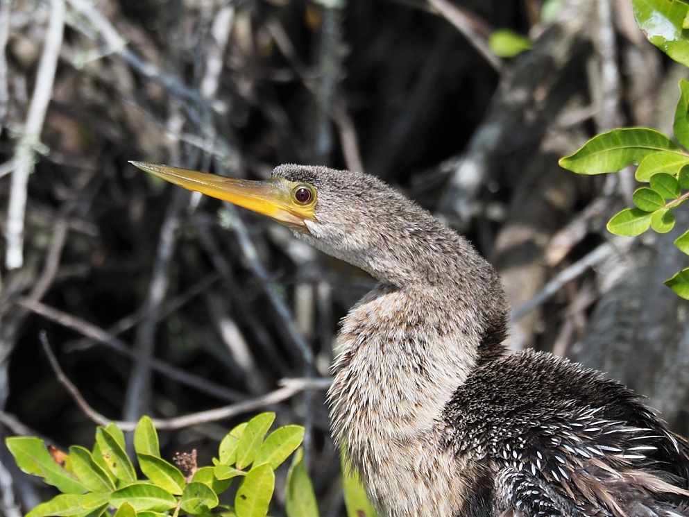 Anhinga