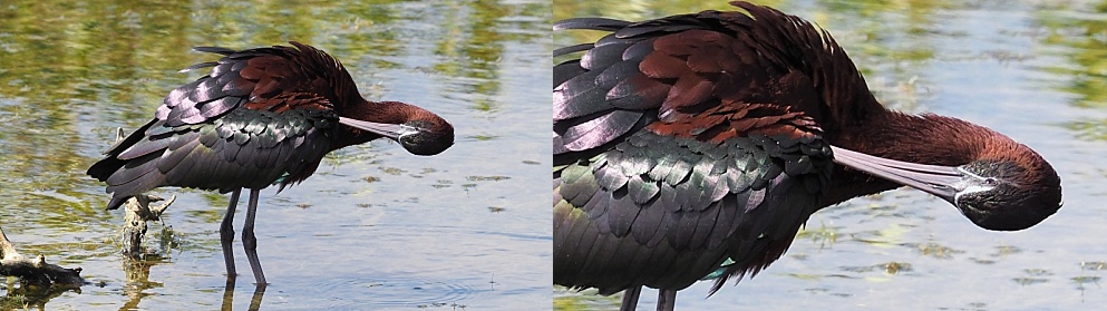 2-photo collage of glossy ibis, preening
