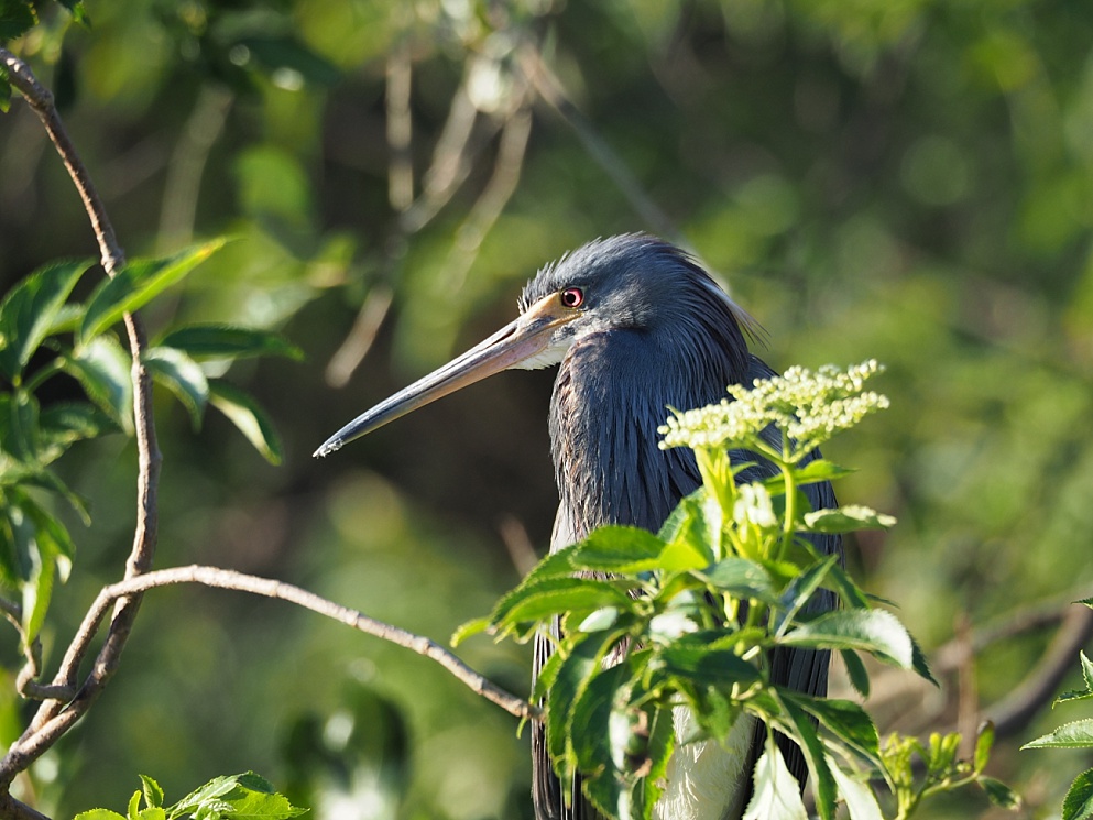 Little blue heron, lurking in bush