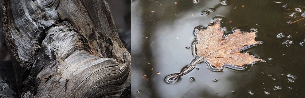 2-photo collage, tree and leaf on ice
