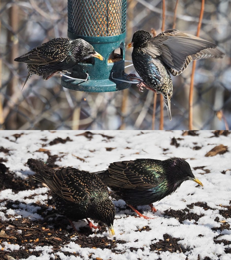 2-photo collage of starlings at the feeder