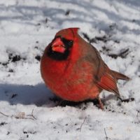 Norterhn cardinal feeding on ground
