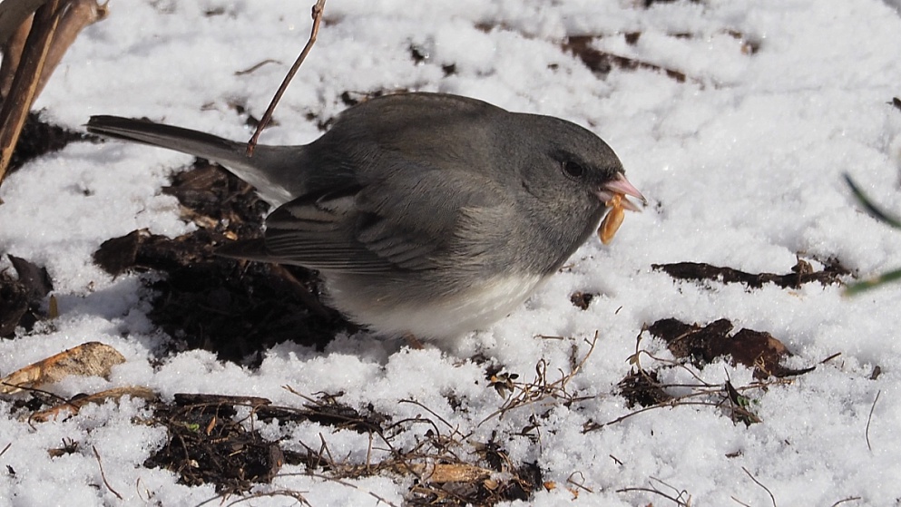 Junco