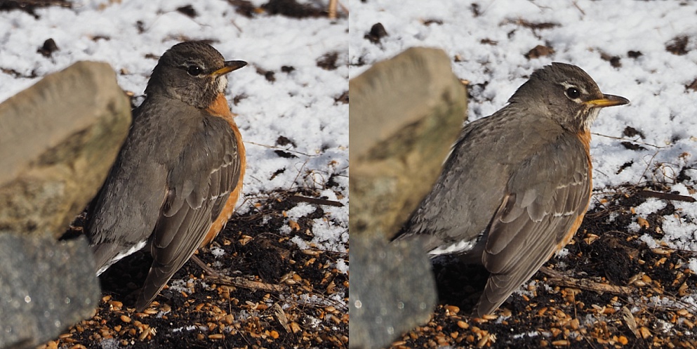 2-photo collage of robin