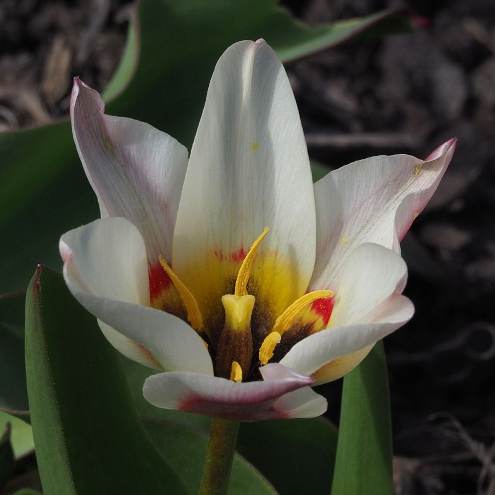 First tulip