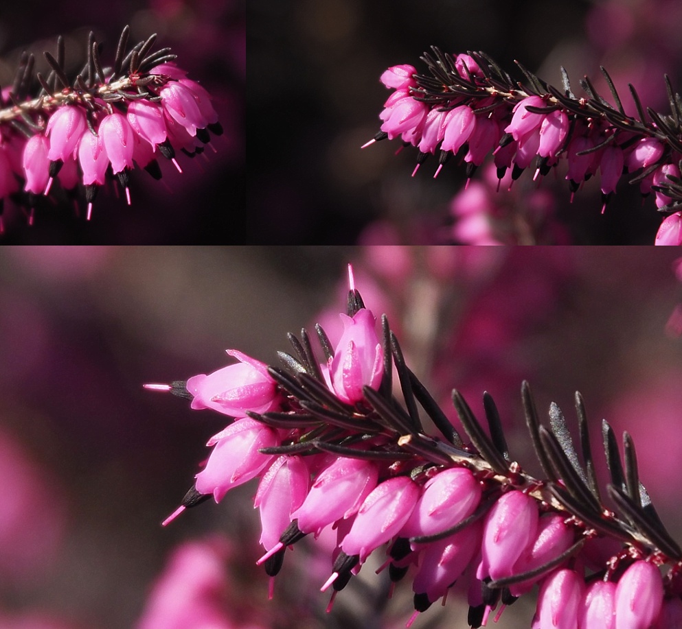 3-photo collage of heather's first bloom