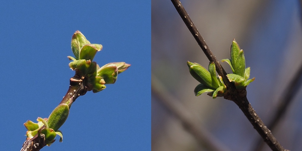 2-photo collage of Japanese lilac leafing out