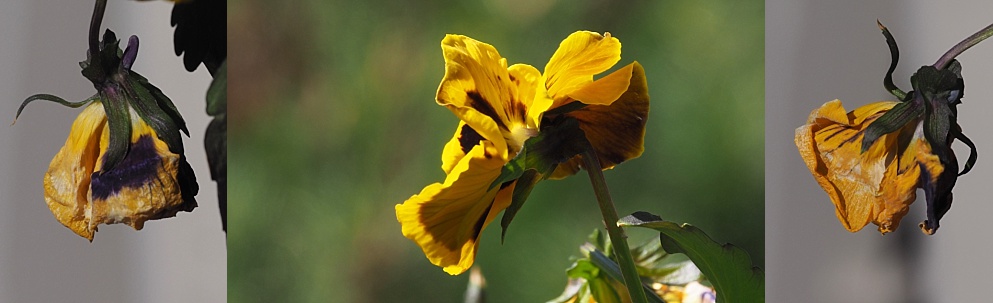 3-photo collage of pansies past their prime