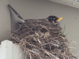 Robin on nest