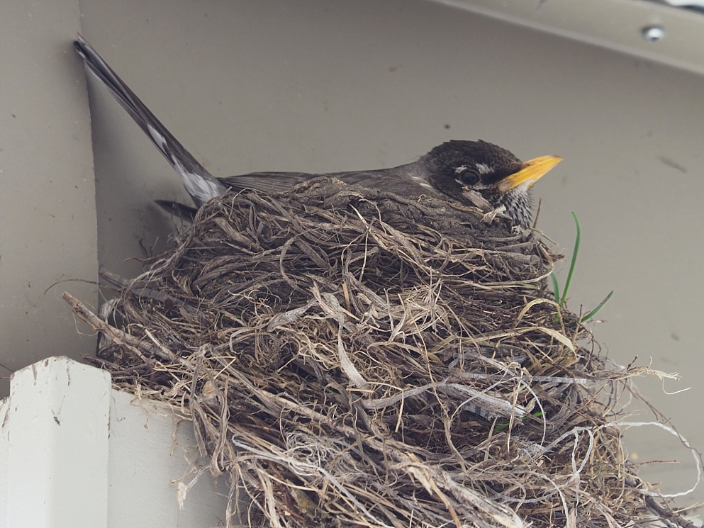 Robin on nest