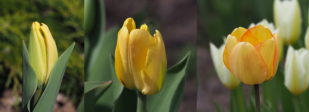 3-photo collage of tulips at different stages of opening