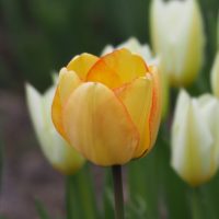 Tulip