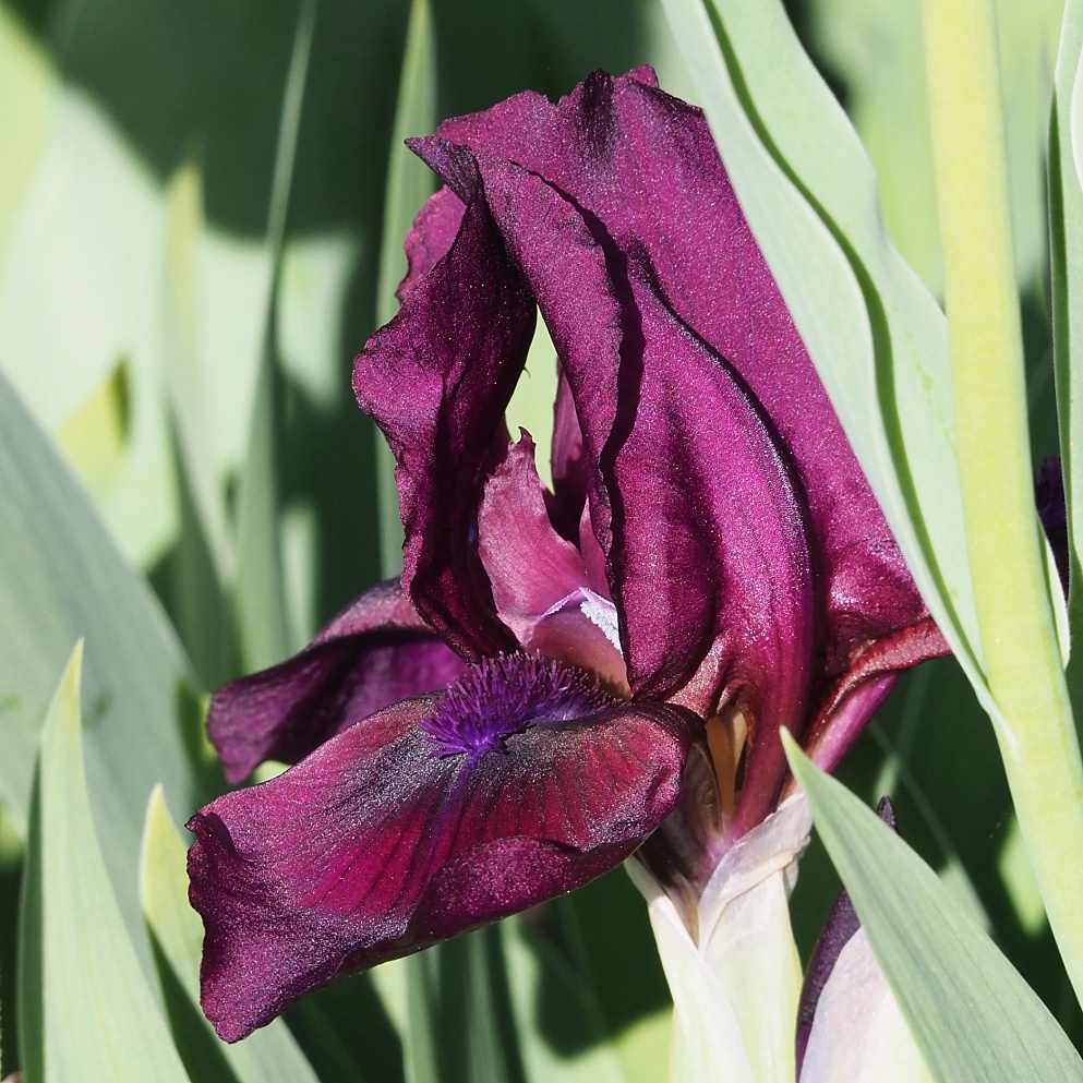 Partially open iris