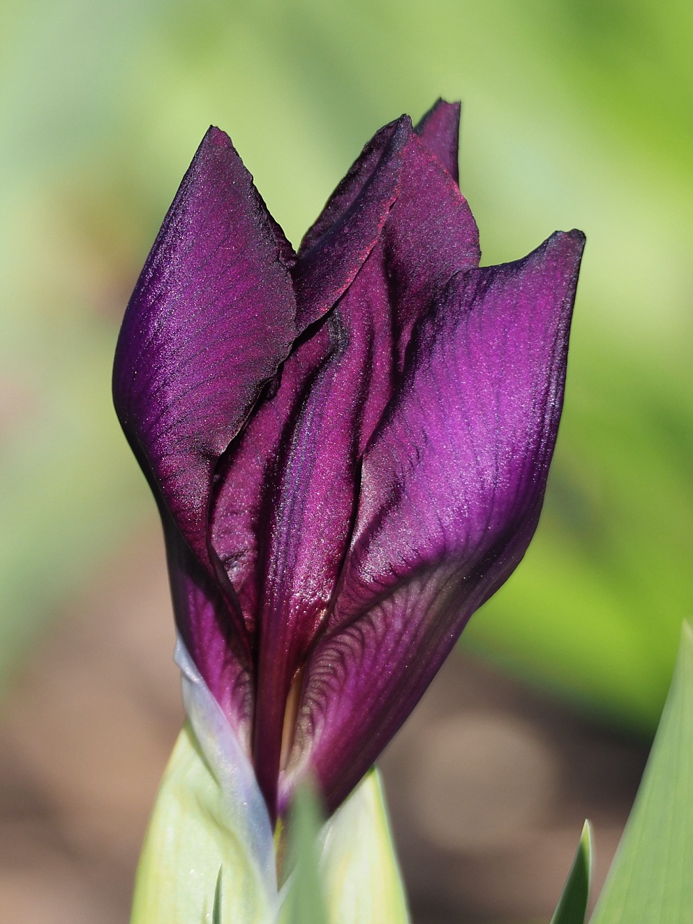 Iris before opening