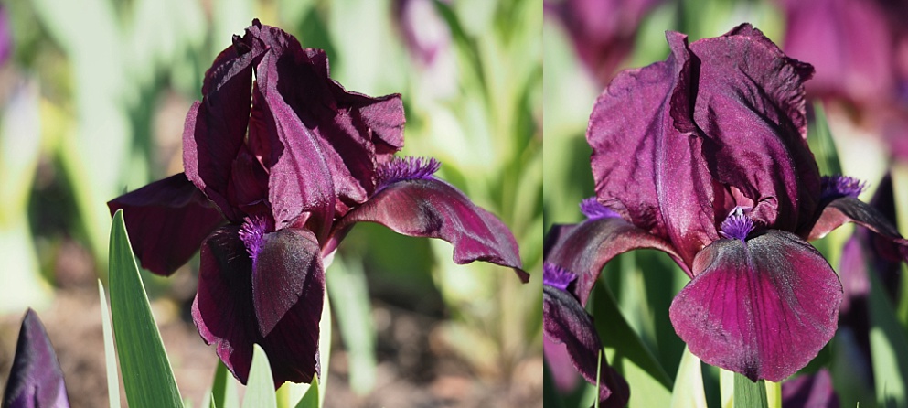 2-photo collage of irises