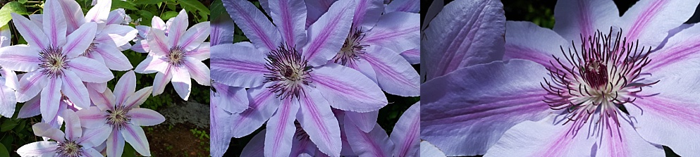 Collage of clematis blossoms