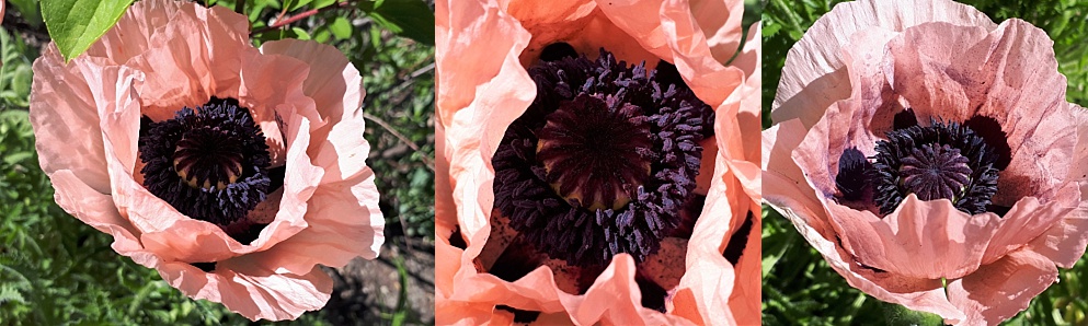 Collage of pink California poppies