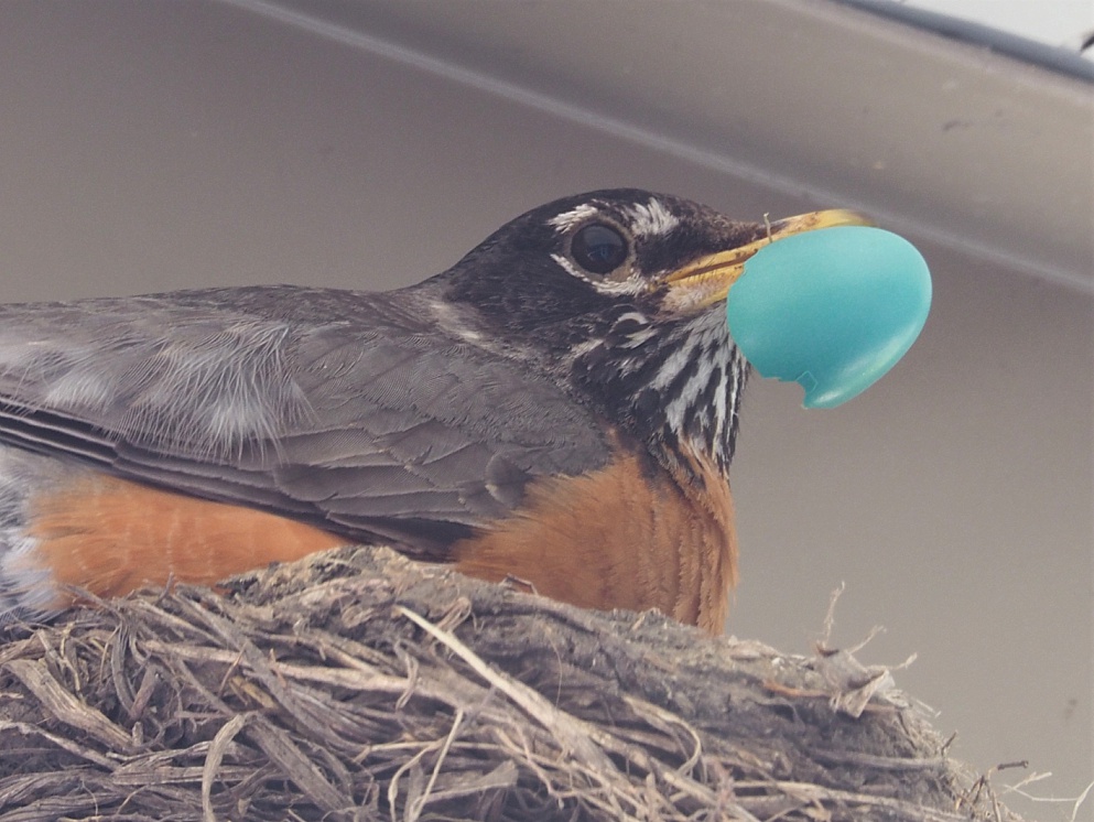 Robin with fragment of egg after hatching