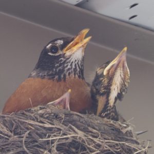 Robins Jun 14 first glimpses