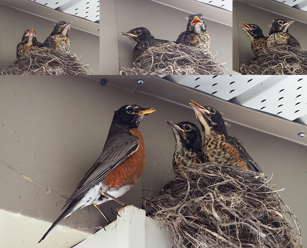 Robins - Jun 19 AM collage