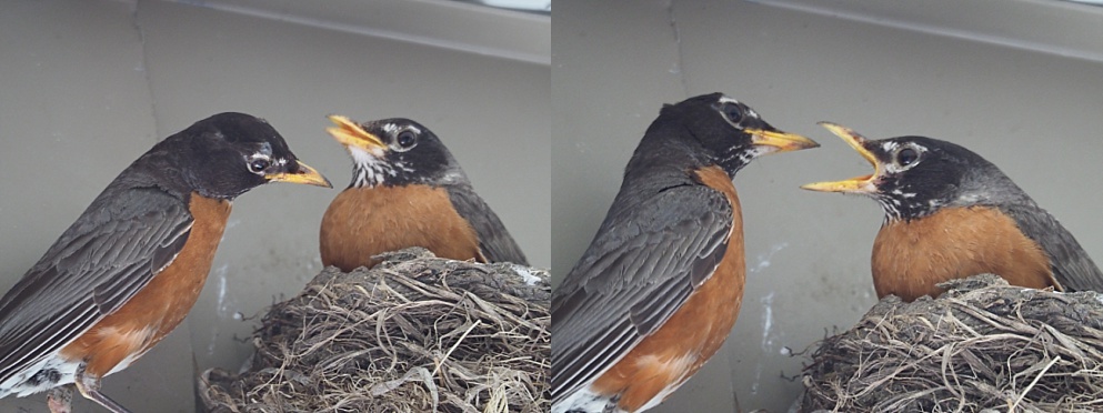 Two robins in discussion