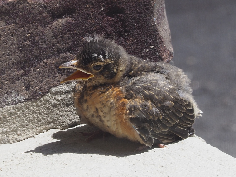 Baby robin on porch