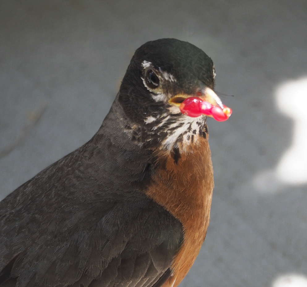 Robin bringing berries to feed baby