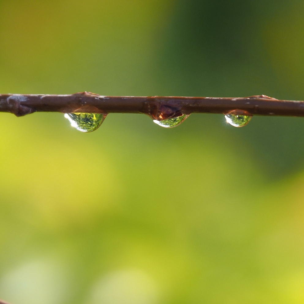 Triplet of rain drops on twig