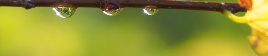 Triplet of raindrops on twig