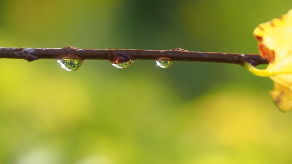 Triplet of raindrops on twig
