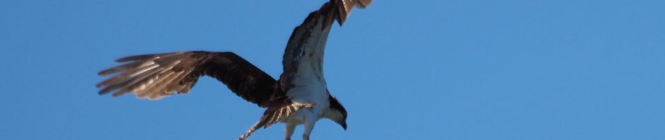 Osprey in landing mode