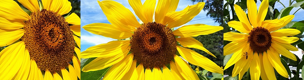 3-photo collage of sunflowers