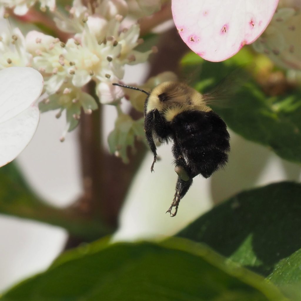Bee hovering in mid-air