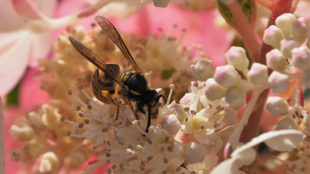 Close-up of wasp showing body hair and membranous wings