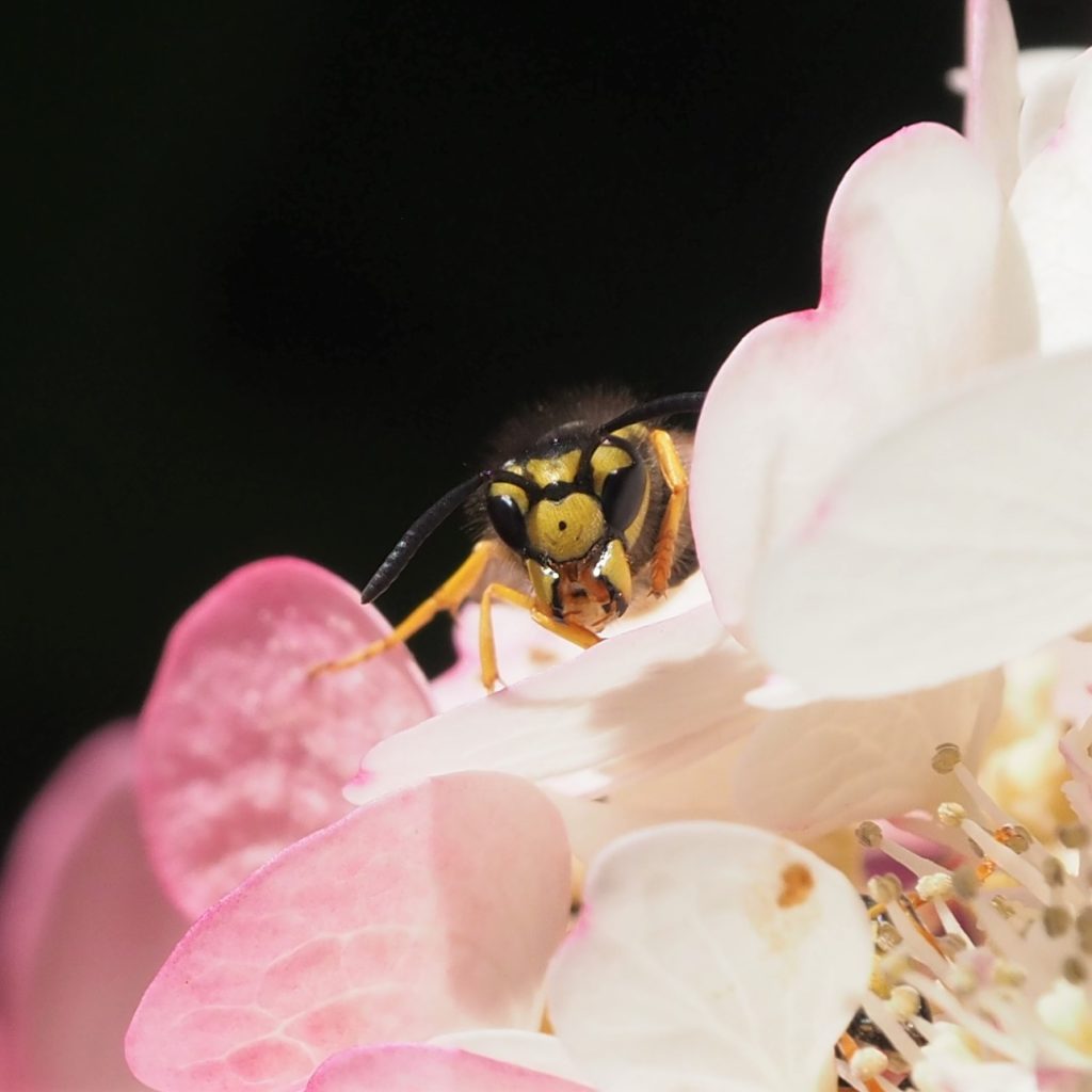 Nose-to-nose with a wasp