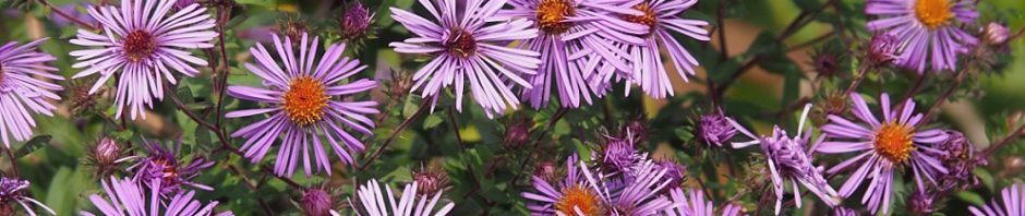 Full-frame close-up of purple asters