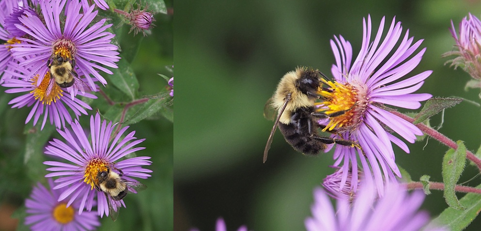 2-photo collage of bees on aster blossoms