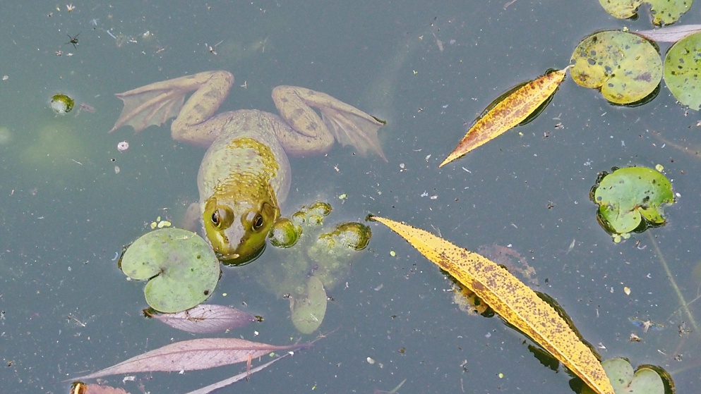 Bullfrog in scummy pond water