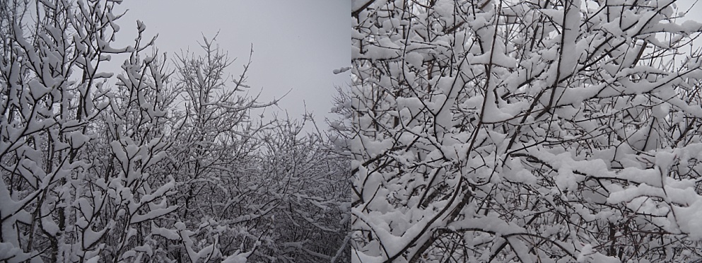 2-photo collage of snow on branches
