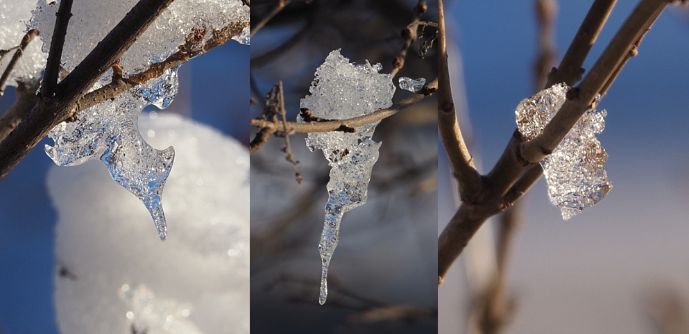 3-photo collage of tiny icicles on a shrub