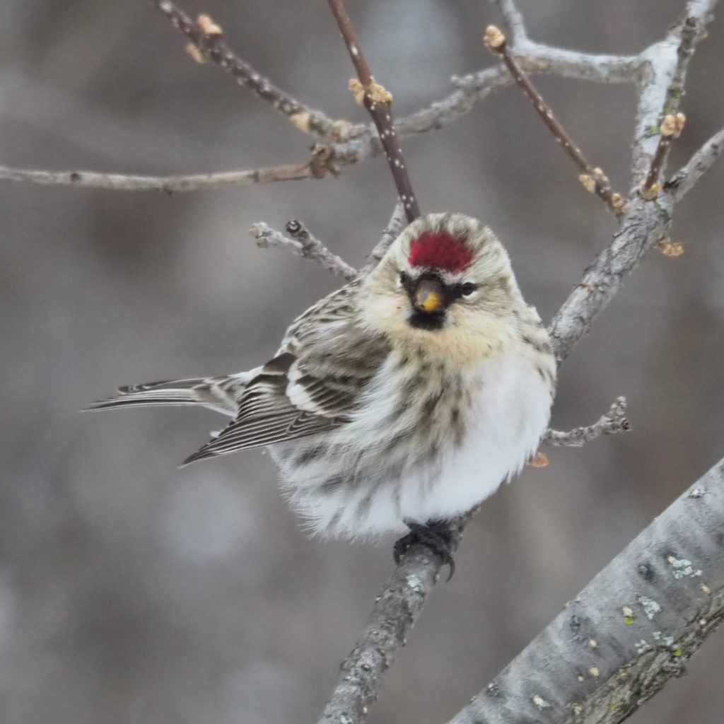 A first-ever sighting of a hoary redpoll