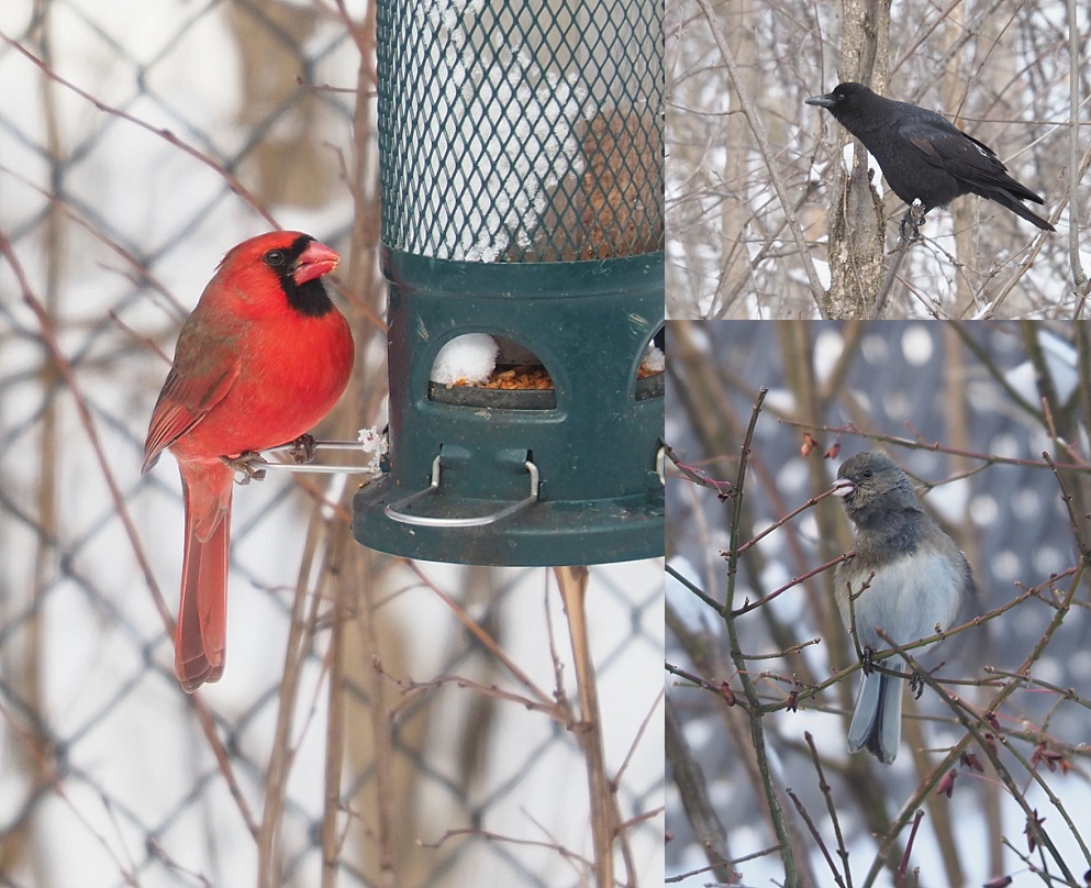 3-photo collage of backyard birds