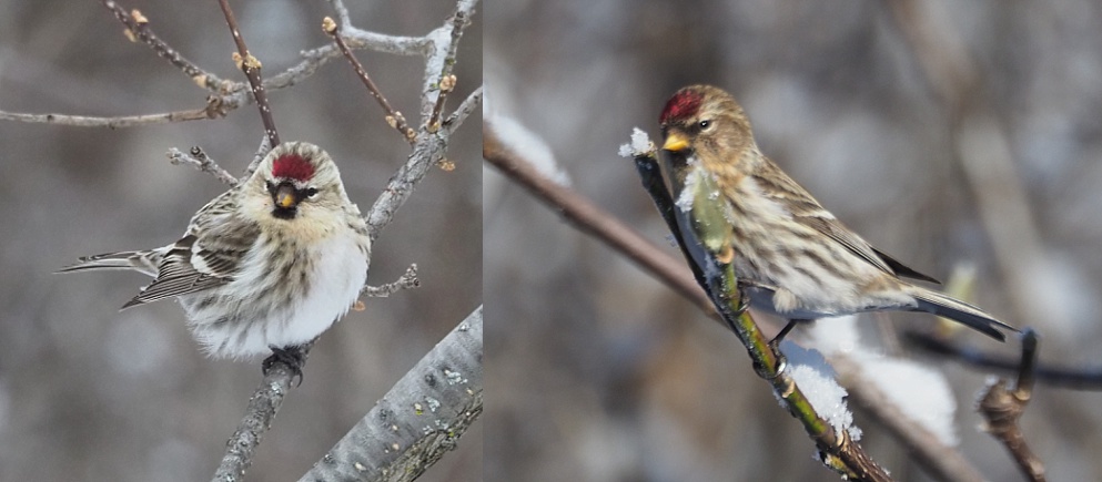 2-photo collage showing a hoary and a common redpoll