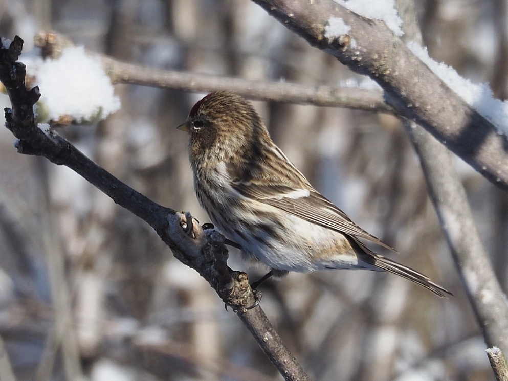 Common redpoll, averting its gaze