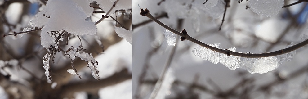 2-photo collage of icy branches